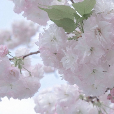 澧县福瑞交流群